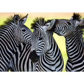 Fotobehang poster 2555 dieren zebra paarden safari