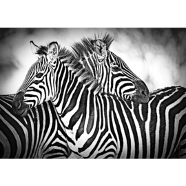 Fotobehang poster 3576 dieren zebra paard paarden zwart wit africa