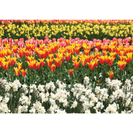 Fotobehang poster 1902 bloemen bollenvelden tulpen