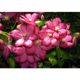 Fotobehang poster 2368 bloemen tropen roze
