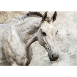 Fotobehang poster 2206 dieren paard schimmel wit