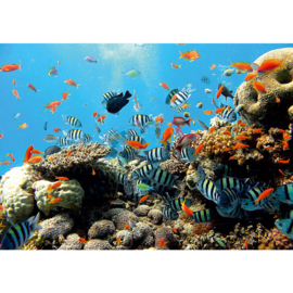 Fotobehang poster 1922 dieren vissen koraalrif vis