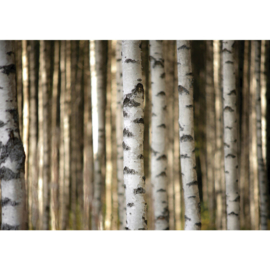 Fotobehang poster 2553 bomen berken bos