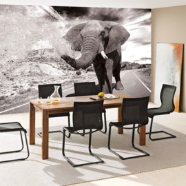 Fotobehang poster 2557 dieren olifant safari road weg