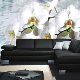 Fotobehang poster 1827 orchidee wit bloemen planten