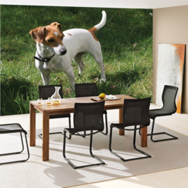 Fotobehang poster 4495 dieren hond jack russel