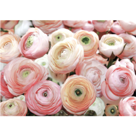 Fotobehang poster 0677 rozen roze bloemen