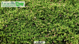 LOP0825 Dog rose - micro (15x21cm)