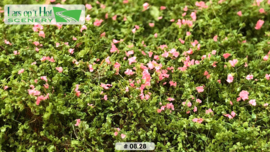 LOP0828 hedge rose (15x21.5cm)