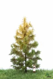 HB524203 Larch  Autumn 12-16cm