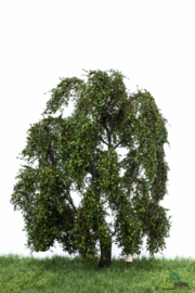 HB2309 Weeping Willow/Treurwilg/Trauerweide Summer 18-22CM