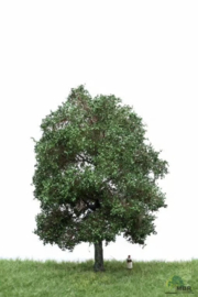 HB2303 Oak Summer 18-22cm