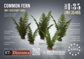 RT35466 Common Fern