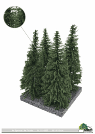 HB4207 4x Spruce 14-16cm