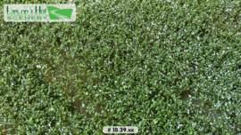 LOP1839  Potato field blooming (18.5cm x 26.5cm)