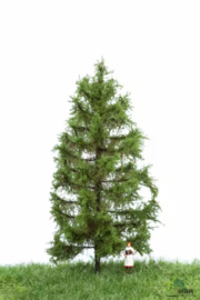 HB4203 Larch Summer 12-16cm