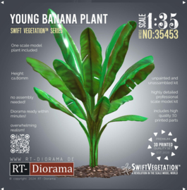 RT35453 Young Banana Plant