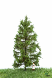 HB4303 Larch 12-16cm