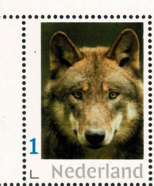 2021. De wolf is terug in Nederland