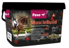 Pavo Muscle Build