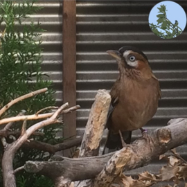 Houden van Dieren (2018, week 4) "Het Inrichten van Verblijven"