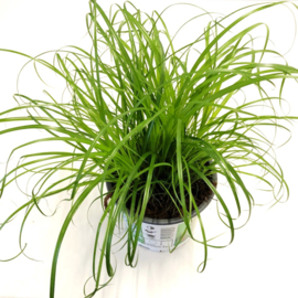 Kattengras - Cyperus alternifolius zumula