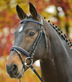 STAR Bridle Diamond