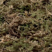 Sisal Fibre Moss, nestmateriaal 100 gram