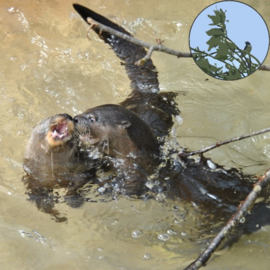 Houden van Dieren (2017, week 4) "Inlevingsvermogen"