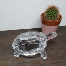 Schildpad