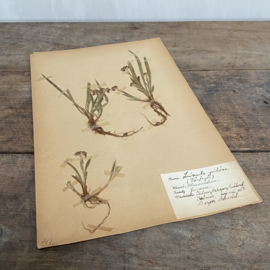 OV20110800 Antique Swedish herbarium - Field rush - from 1917 in beautiful condition! Size: 40 cm. high / 24 cm. wide