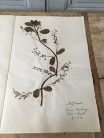 OV20110623 Oude Franse botanische bloem - Veronica beccabunga -  (= beekpurge) gesigneerd Juni 1930 in prachtige staat! Afmeting: 40 cm. lang / 26 cm. breed