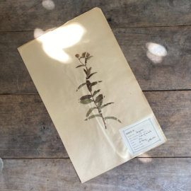 OV20110952 Oude Franse herbarium - Inula Salicina - [= Wilgalant] periode: juli 1942 in mooie staat! Afmeting: 44x28 cm