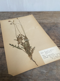 OV20110801 Antieke Zweedse herbarium - Papaver - uit 1921 in prachtige staat! Afmeting: 40 cm. hoog / 24 cm. breed