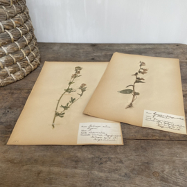 OV20110902 Antieke Zweedse herbarium - Campanula rapunculoides - (Akkerklokje) periode: 1921 in prachtige staat! Afmeting: 40x24 cm