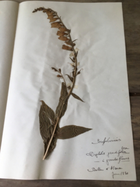 OV20110611 Unique old French botanical flower - Digitalis grandiflora - (foxglove) signed: June 1930 in beautiful condition! / Size: 40 long / 26 cm. wide