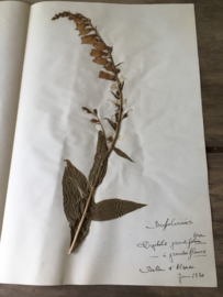 OV20110611 Unieke oude Franse botanische bloem - Digitalis grandiflora - (vingerhoedskruid) gesigneerd: juni 1930 in prachtige staat! / Afmeting: 40 lang / 26 cm. breed