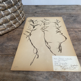 OV20110893 Antieke Zweedse herbarium - Veronica scutellata - ( Schildereprijs ) periode: 1923 in prachtige staat. Afmeting: 40x24 cm