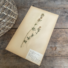 OV20110901 Antique Swedish herbarium - Medicago sativa - (Lucerne) period: 1921 in beautiful condition. Size: 40x24 cm.