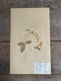 OV20111037 Antiek Zweeds herbarium - Cynicus Laburnum - (Goudenregen) uit 1922 in prachtige staat! Afmeting: 40x24 cm
