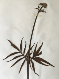 OV20110612 Oude Franse botanisch bloem - Valeriana Sambucifolia (Valeriaan) - gesigneerd juni 1930 in prachtige staat! Afmeting: 40 cm. lang / 26 cm. breed