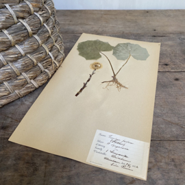 OV20110854 Antique Swedish herbarium - Tussilago farfara coltsfoot - period: 1922 in beautiful condition! Size: 40x24 cm.