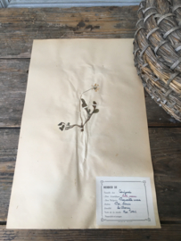 OV20110648 Oude Franse herbarium - Bellis Perennis - [= madeliefje] periode: 1942 in prachtige staat! Afmeting: 28 cm breed / 45 cm. hoog.