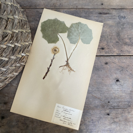 OV20110854 Antieke Zweedse herbarium - Tussilago farfara klein hoefblad - periode: 1922 in prachtige staat! Afmeting: 40x24 cm.