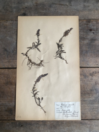 OV20111038 Antiek Zweeds herbarium - Veronica Spicata - (Ereprijs) uit 1921 in prachtige staat! Afmeting: 40x24 cm.