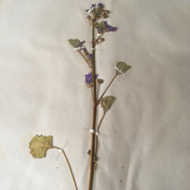 OV20110642 Oude Franse botanische bloem - Malva Rotundifolia - (= ned. naam: kaasjeskruid) periode: 1942 in prachtige staat! Afmeting: 28 cm. breed / 45 cm. hoog.