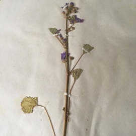 OV20110642 Old French herbier pressing Malva Rotundifolia - period: 1942 in beautiful condition! Size: 28 cm. wide / 45 cm. high.