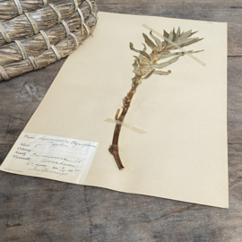 OV20110898 Antieke Zweedse herbarium - Thyrsiflora - (woestijnbloem) / periode: 1924 in prachtige staat. Afmeting: 40x24 cm