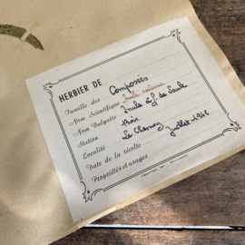 OV20110952 Oude Franse herbarium - Inula Salicina - [= Wilgalant] periode: juli 1942 in mooie staat! Afmeting: 44x28 cm