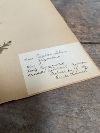 OV20110801 Antieke Zweedse herbarium - Papaver - uit 1921 in prachtige staat! Afmeting: 40 cm. hoog / 24 cm. breed